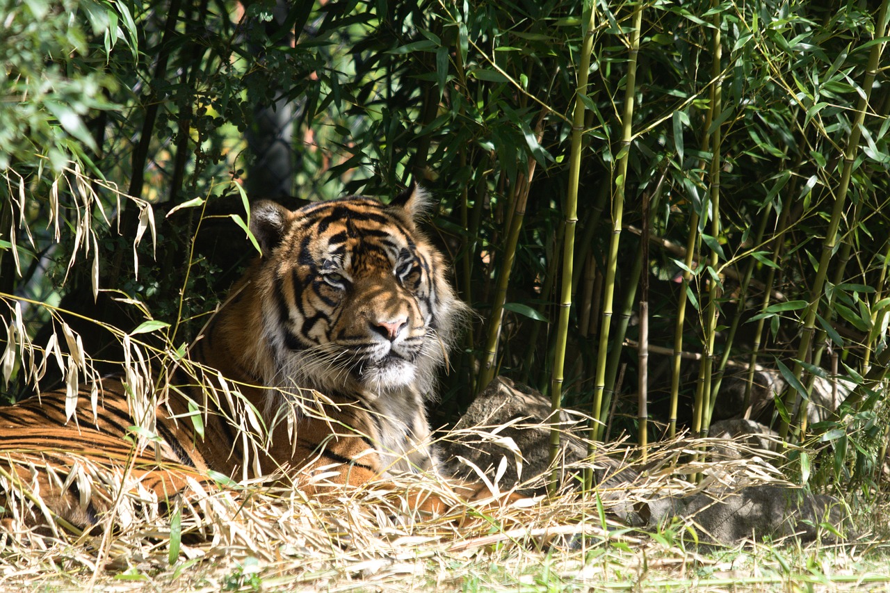 tiger  zoo  feline free photo