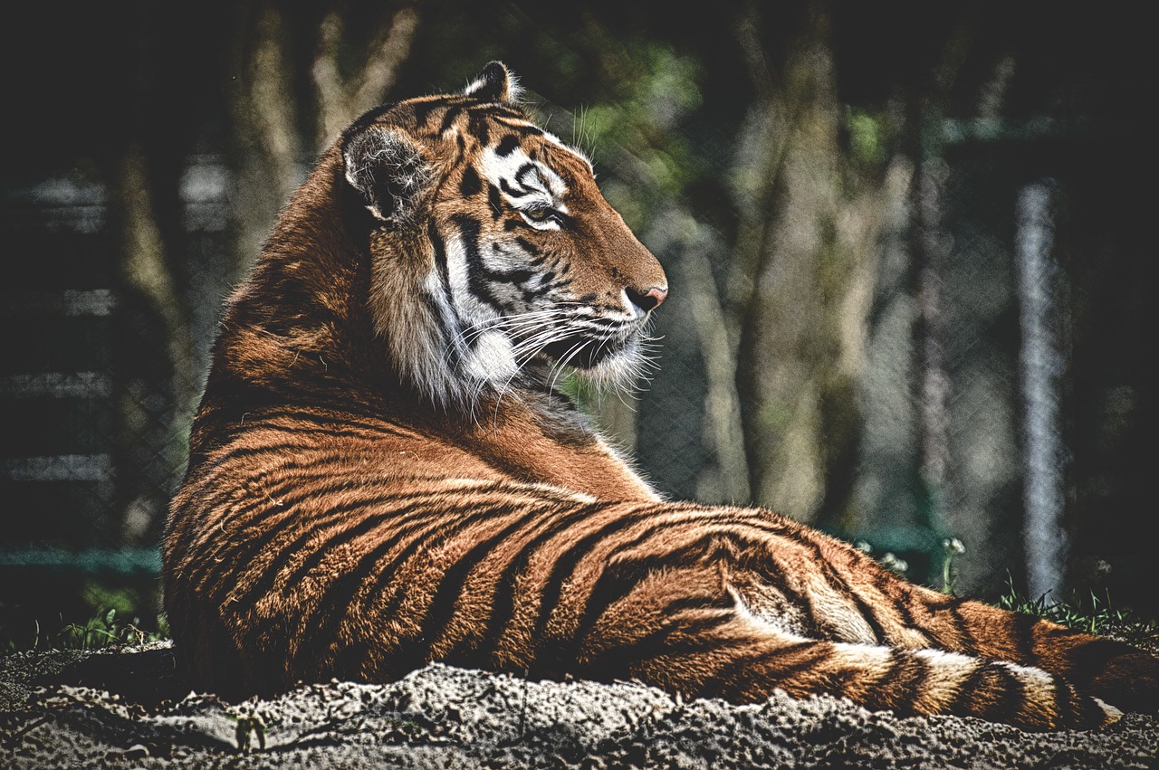 tiger  big cat  predator free photo