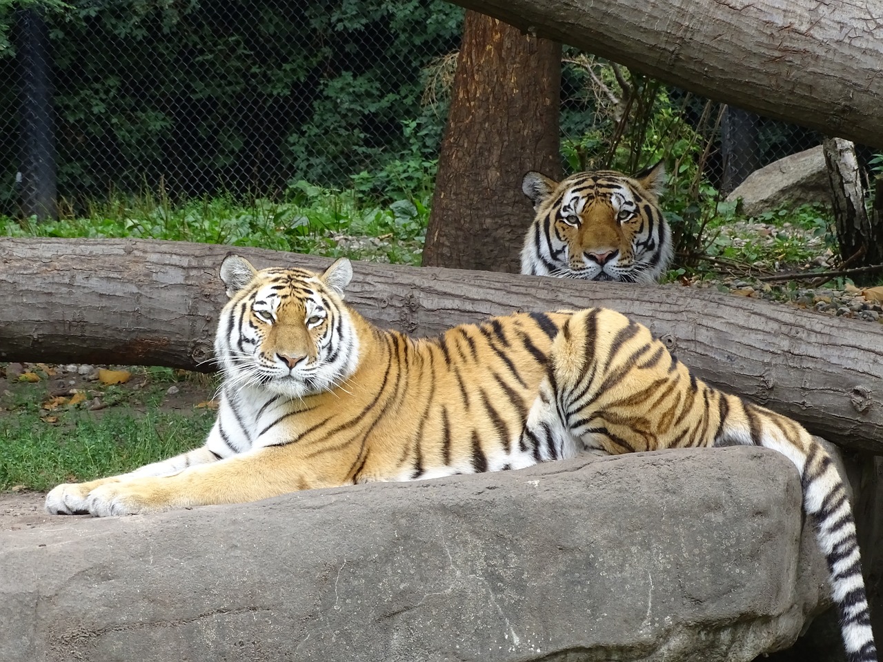 tiger  striped  predator free photo