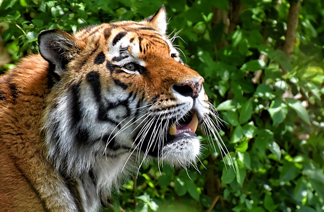 tiger  big cat  predator free photo