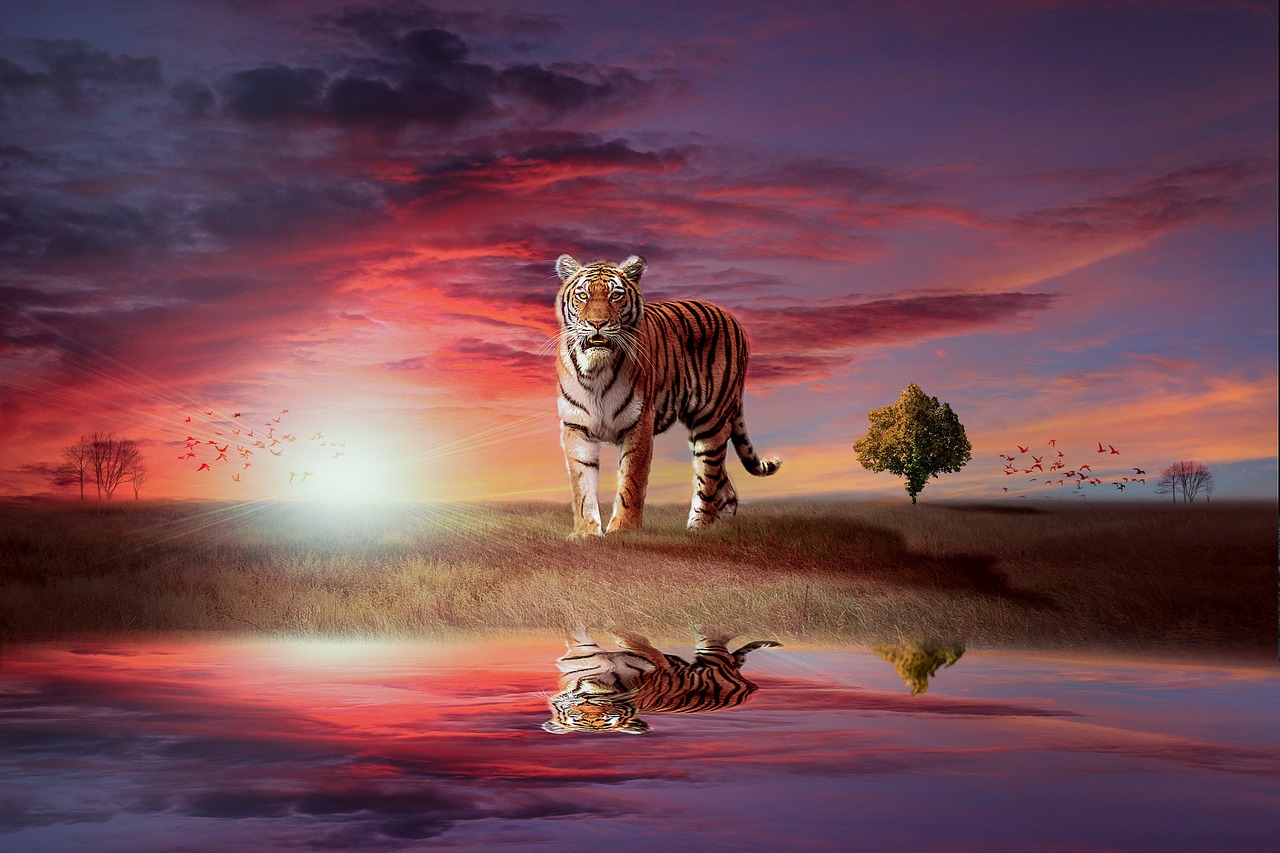 tiger  wild  feline free photo
