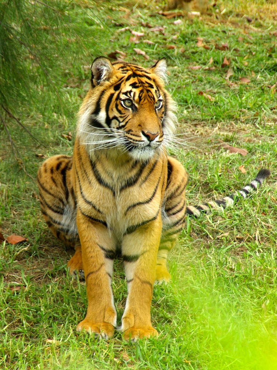 tiger  sitting  stripes free photo