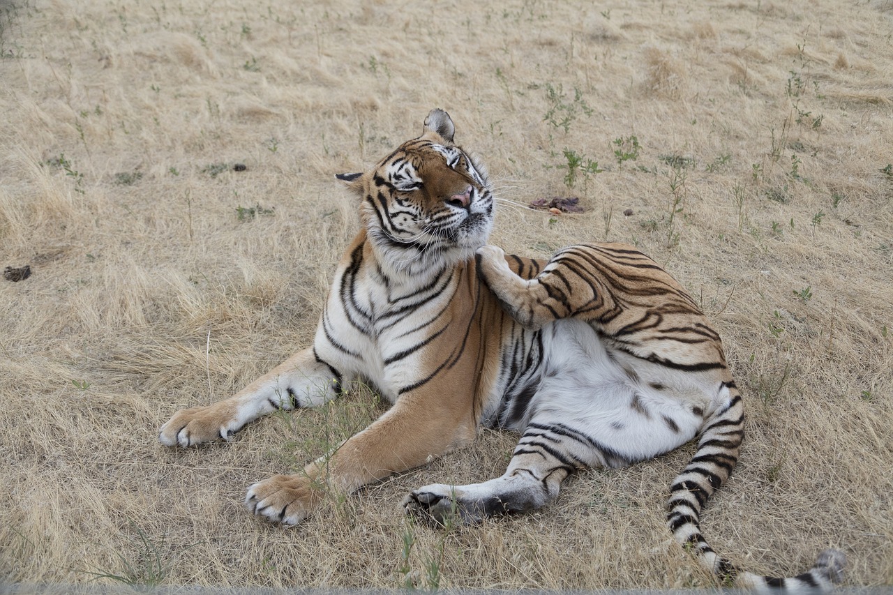 tiger  big cat  predator free photo