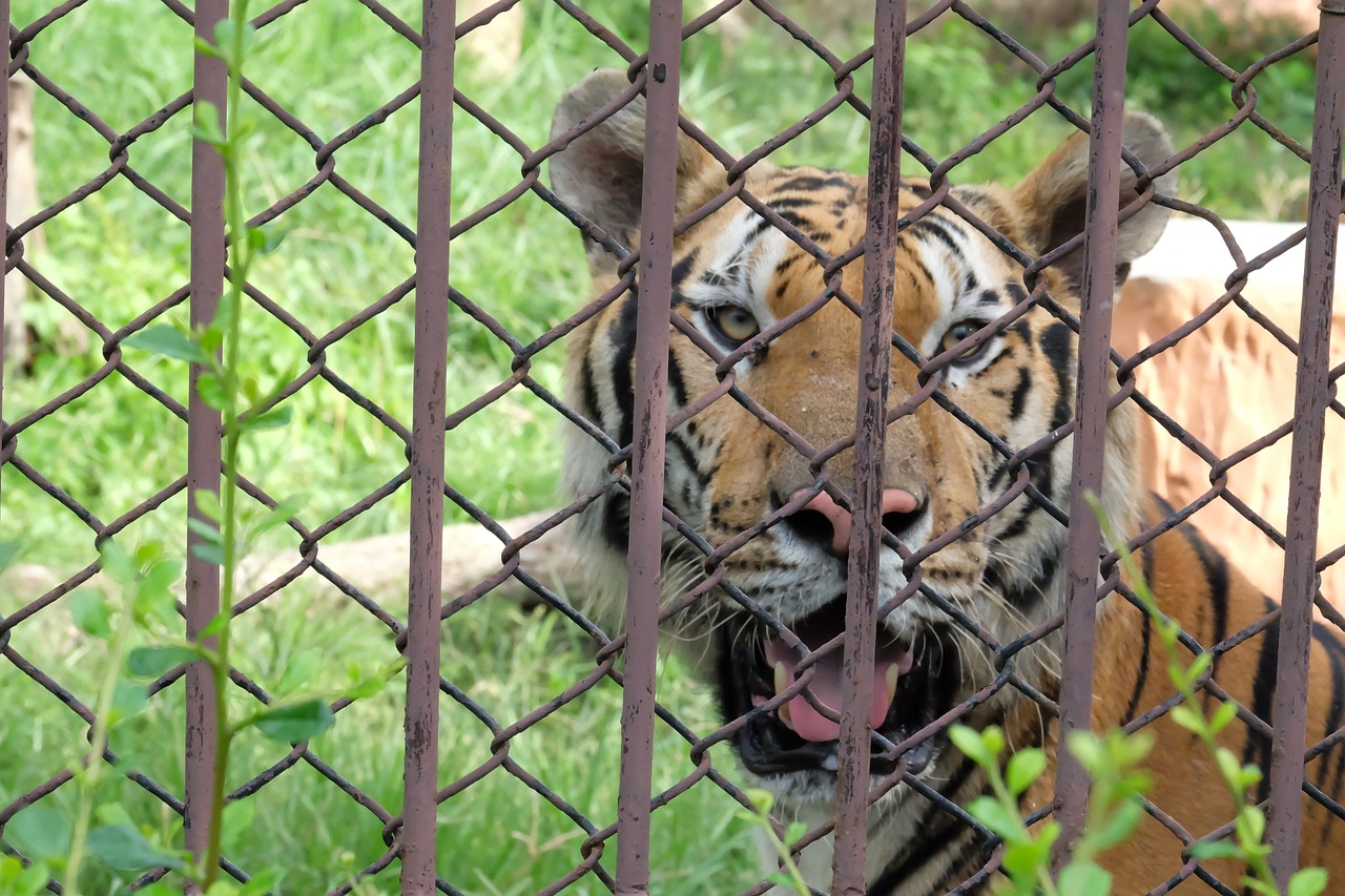 tiger  zoo  animal free photo