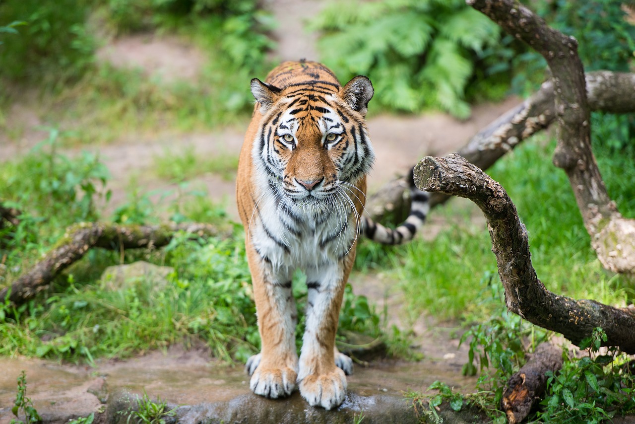 tiger  nuremberg  tiergarten free photo