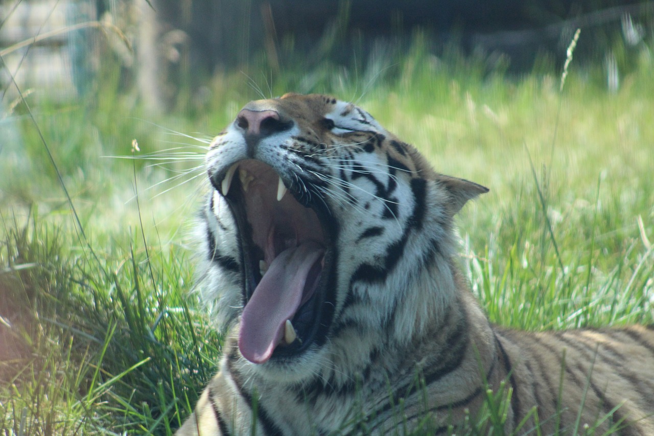 tiger  zoo  yawn free photo
