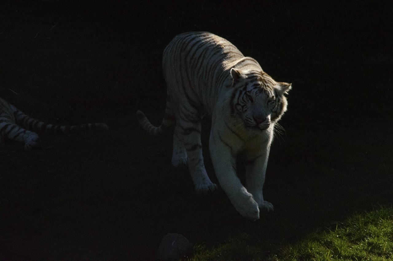 tiger  white tiger  shadows free photo