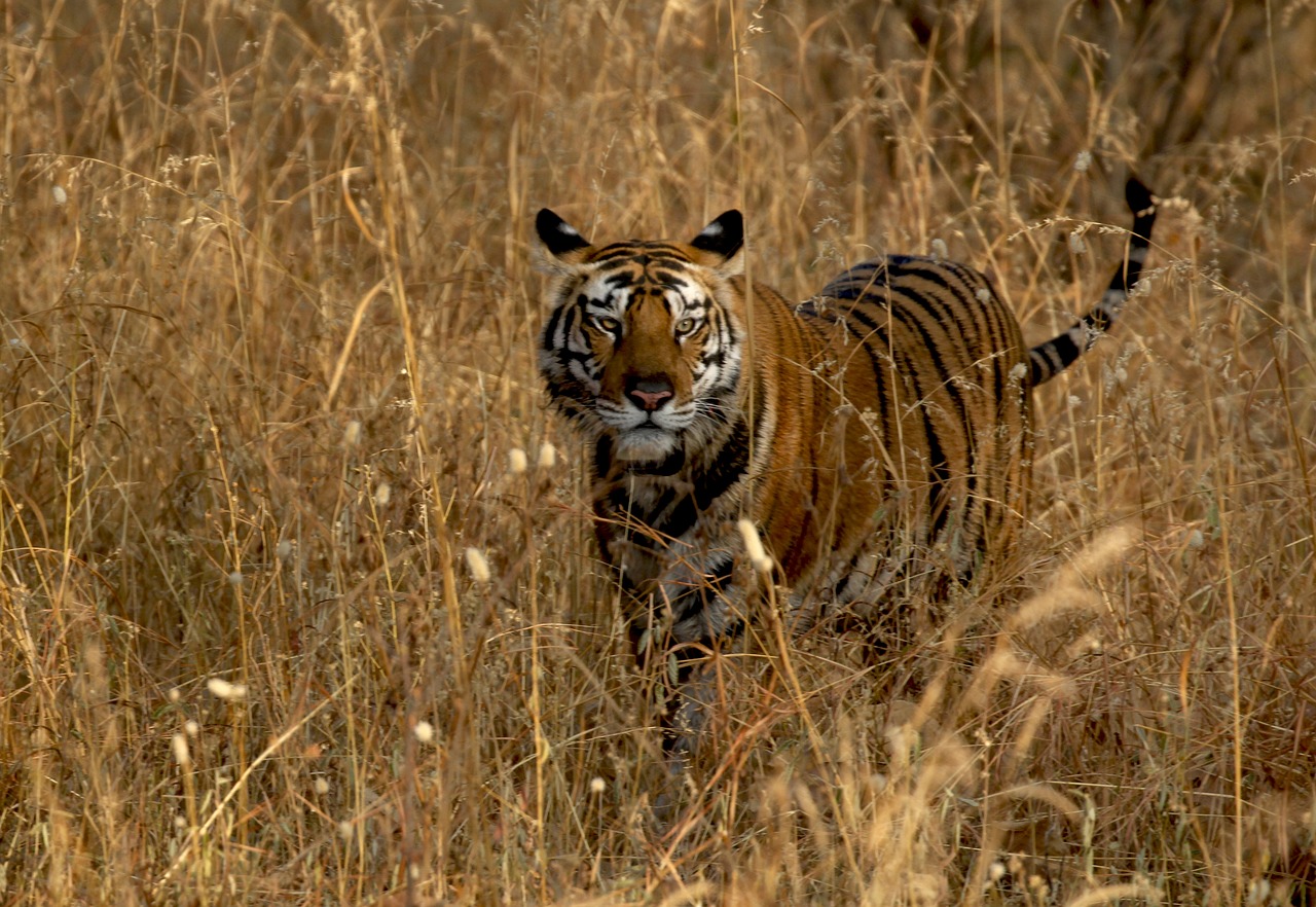 tiger  jungle  wildlife free photo