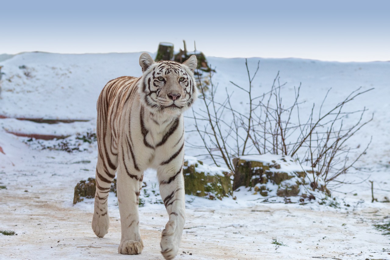 tiger  white tiger  predator free photo