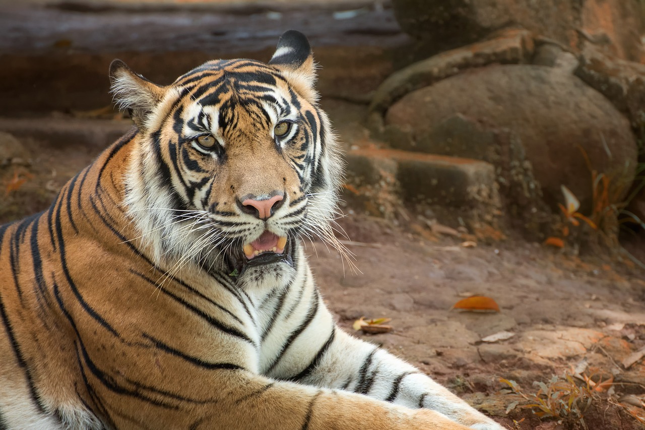 tiger  white  color free photo