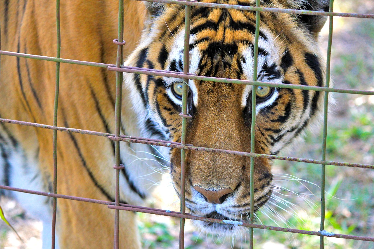 tiger  caged tiger  tiger face free photo