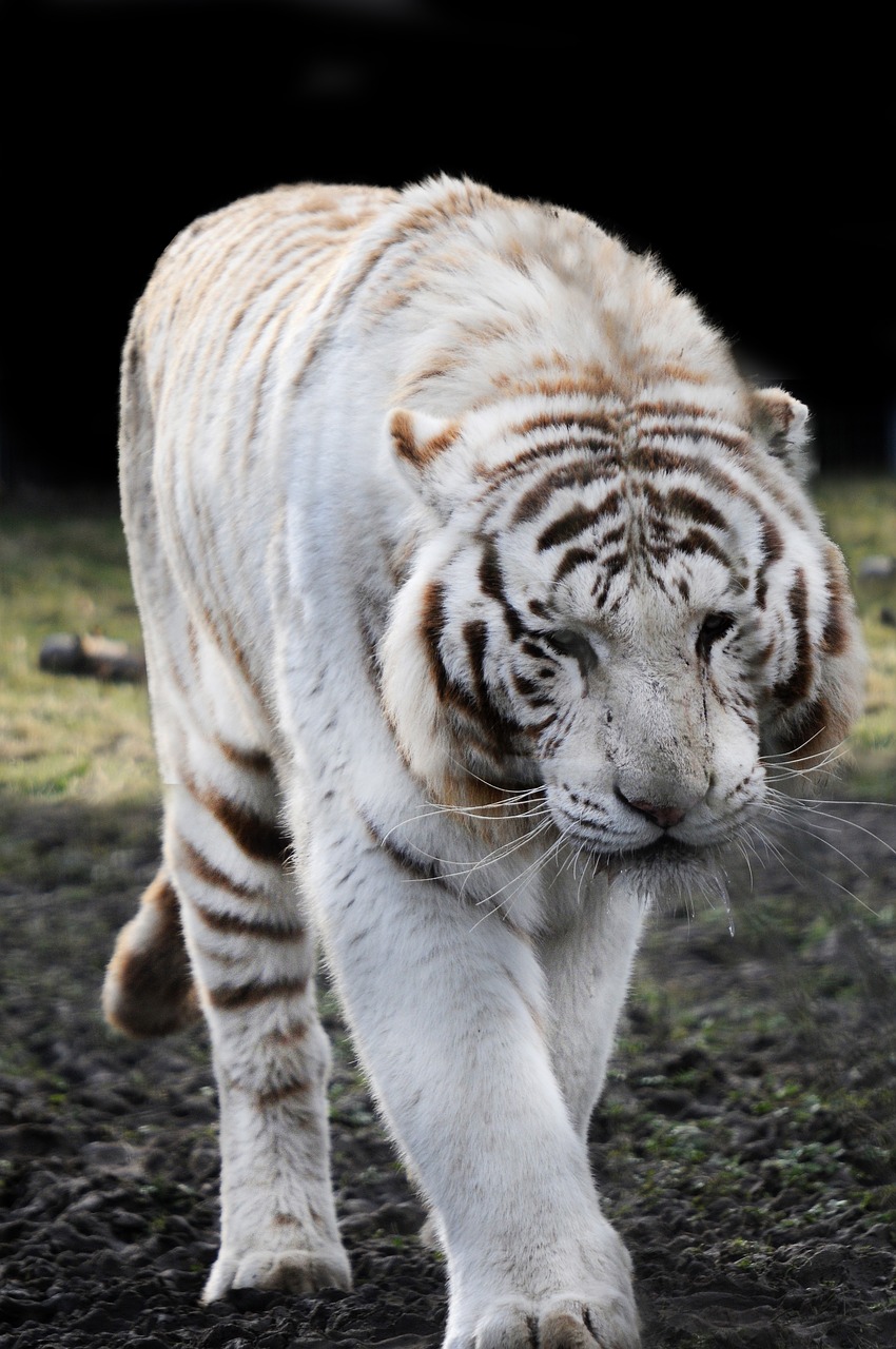 tiger  white tiger  predator free photo