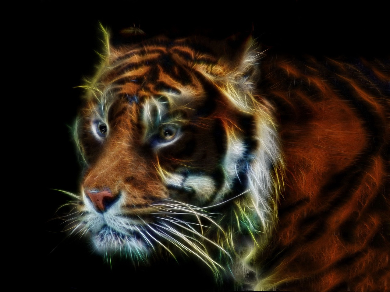 tiger  fractalius  wildcat free photo