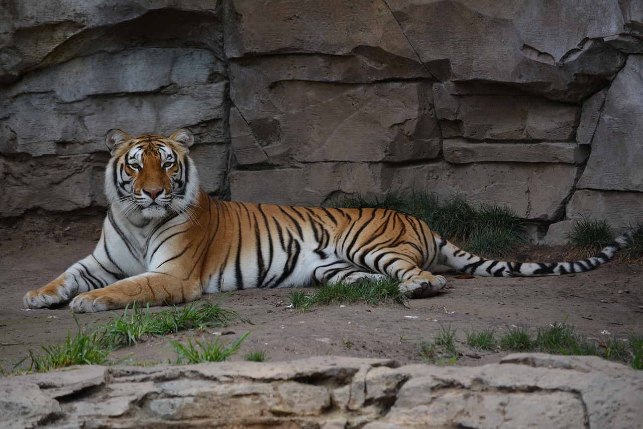 tiger  zoo  feline free photo