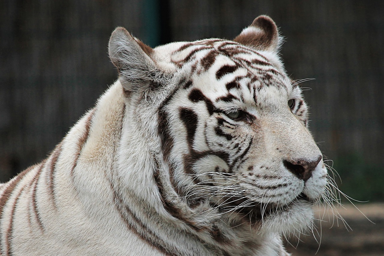tiger  white  white-tiger free photo