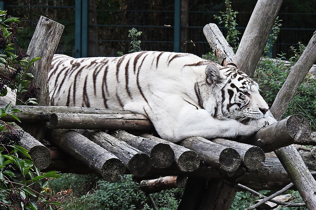 tiger  white  white-tiger free photo