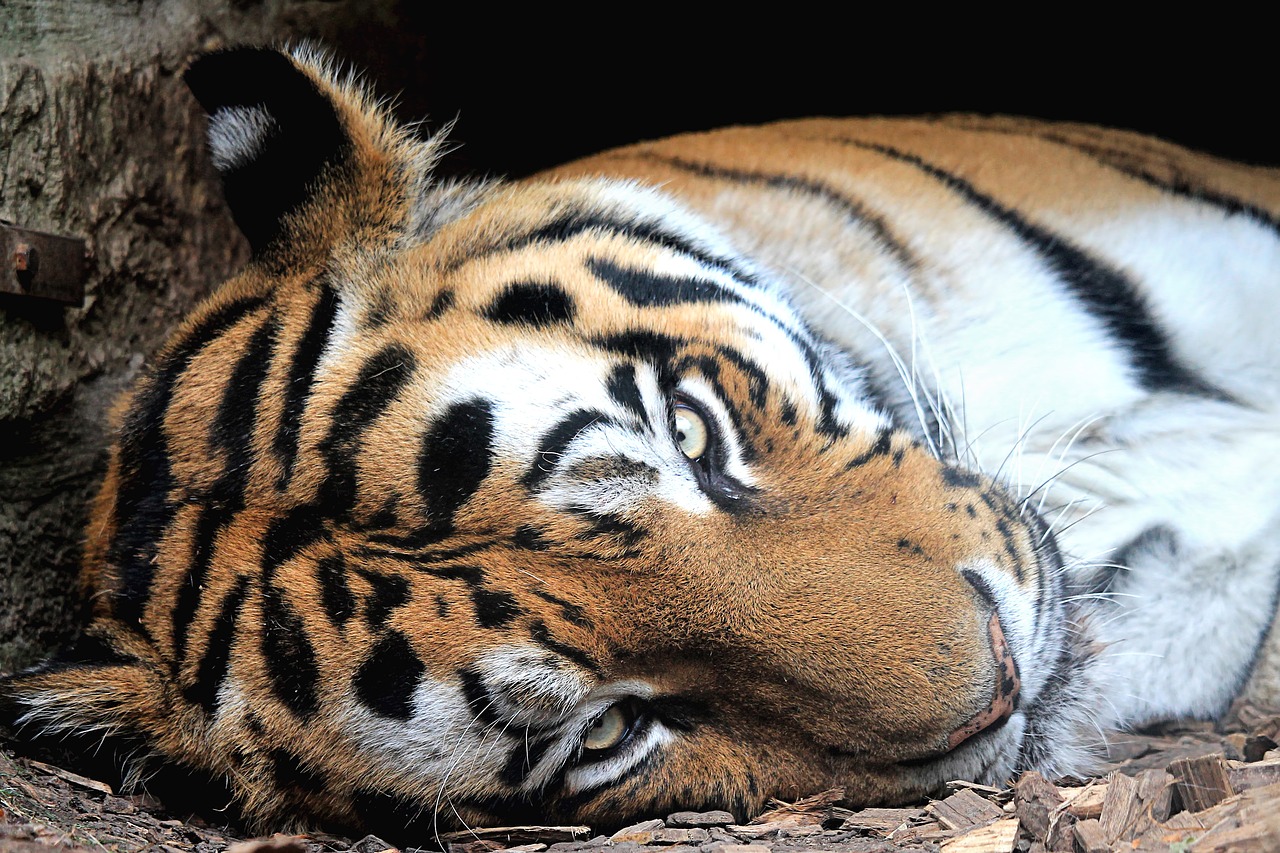 tiger  siberian-tiger  predator free photo