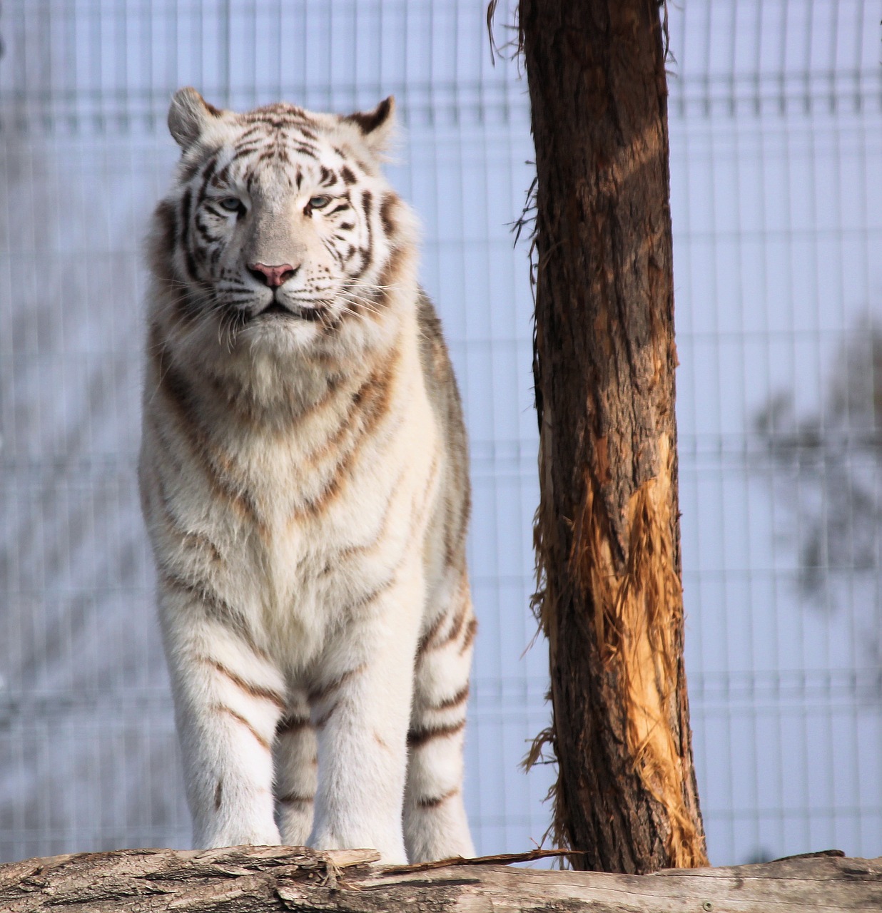 tiger  white  beast free photo