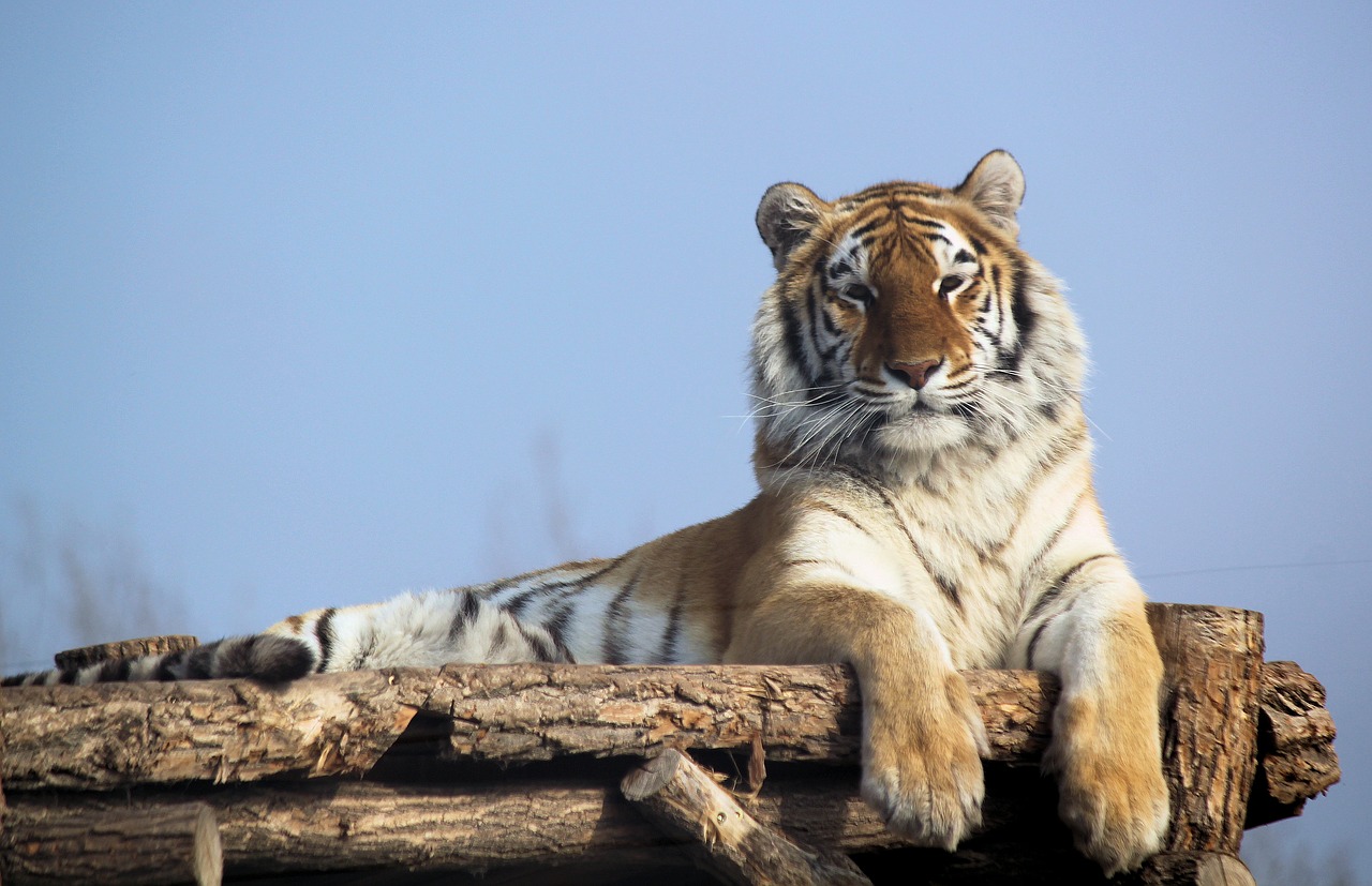 tiger  indian  beast free photo