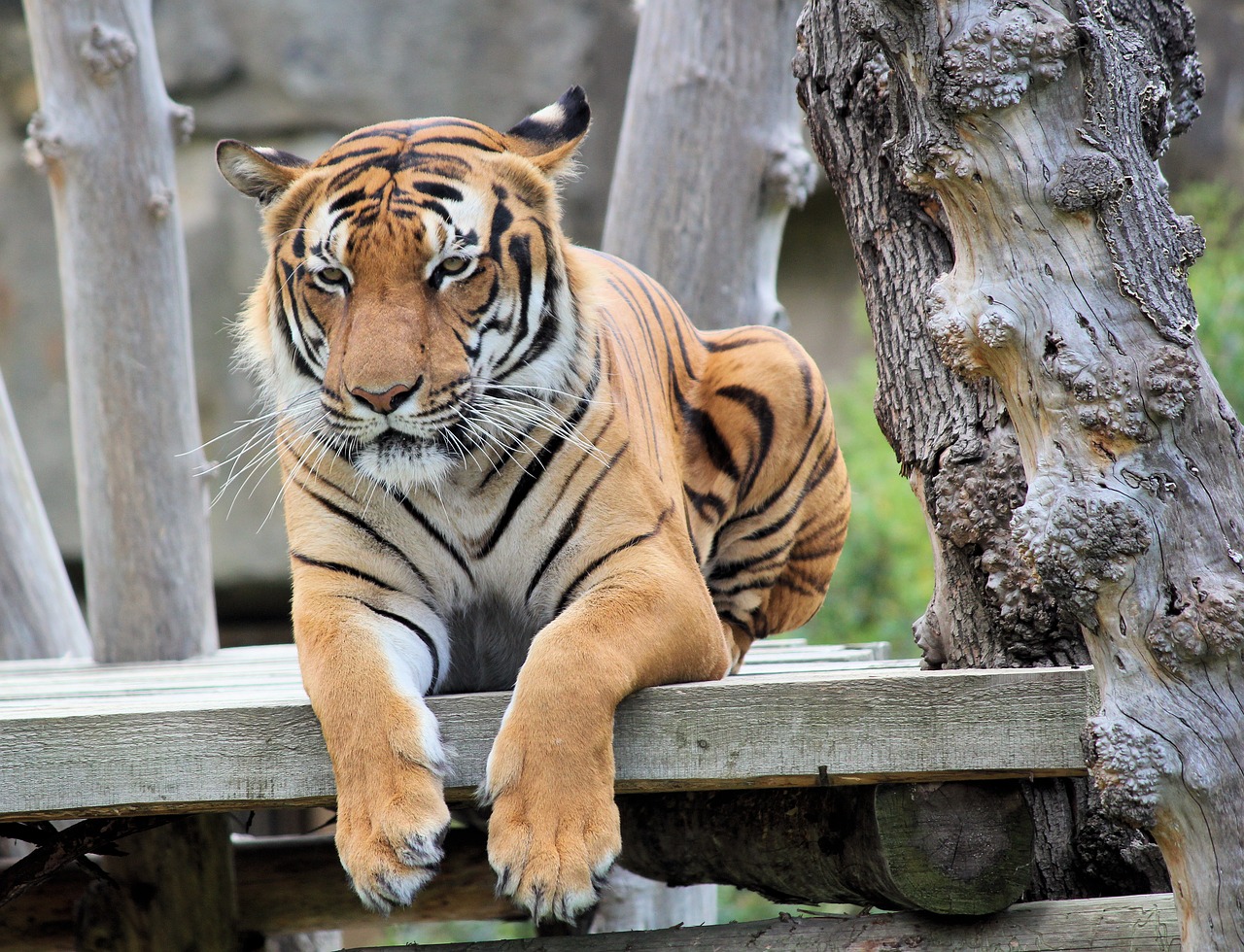 tiger  bengali  cat free photo