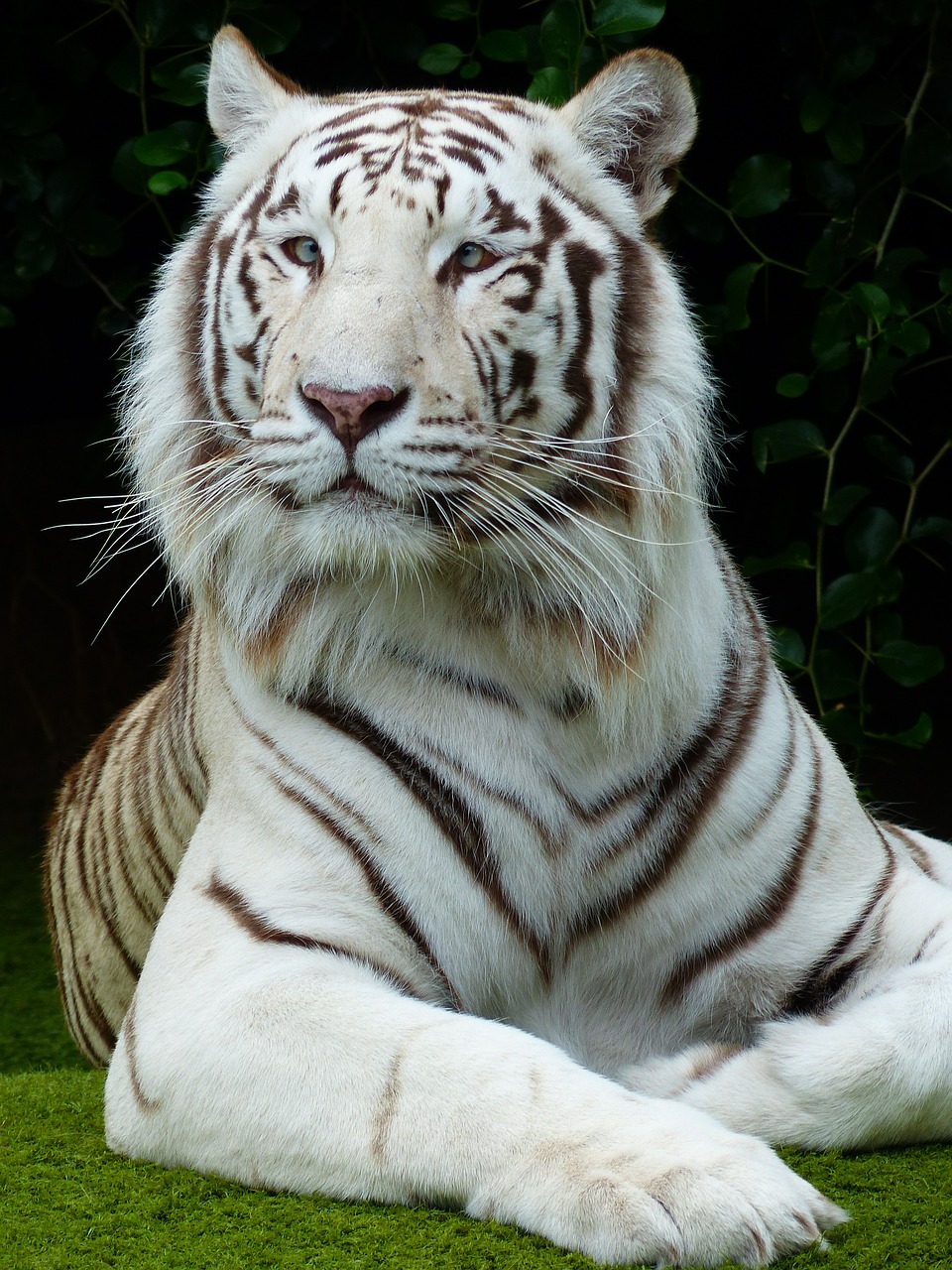 tiger face portrait free photo