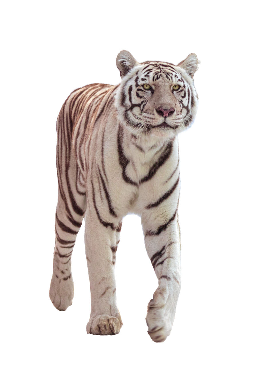 tiger  big cat  white free photo