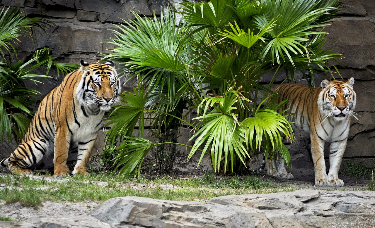 tiger  two  wildlife free photo