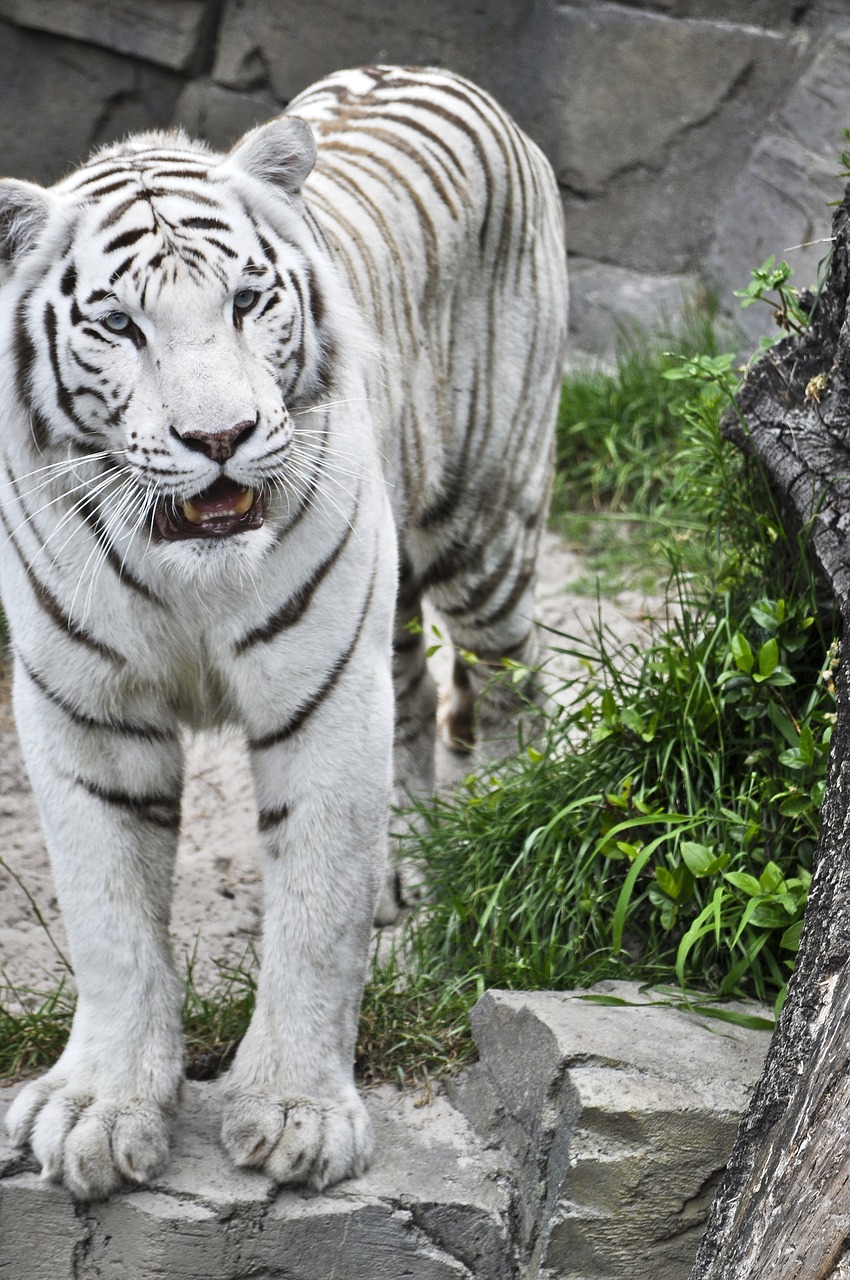 tiger  two  wildlife free photo