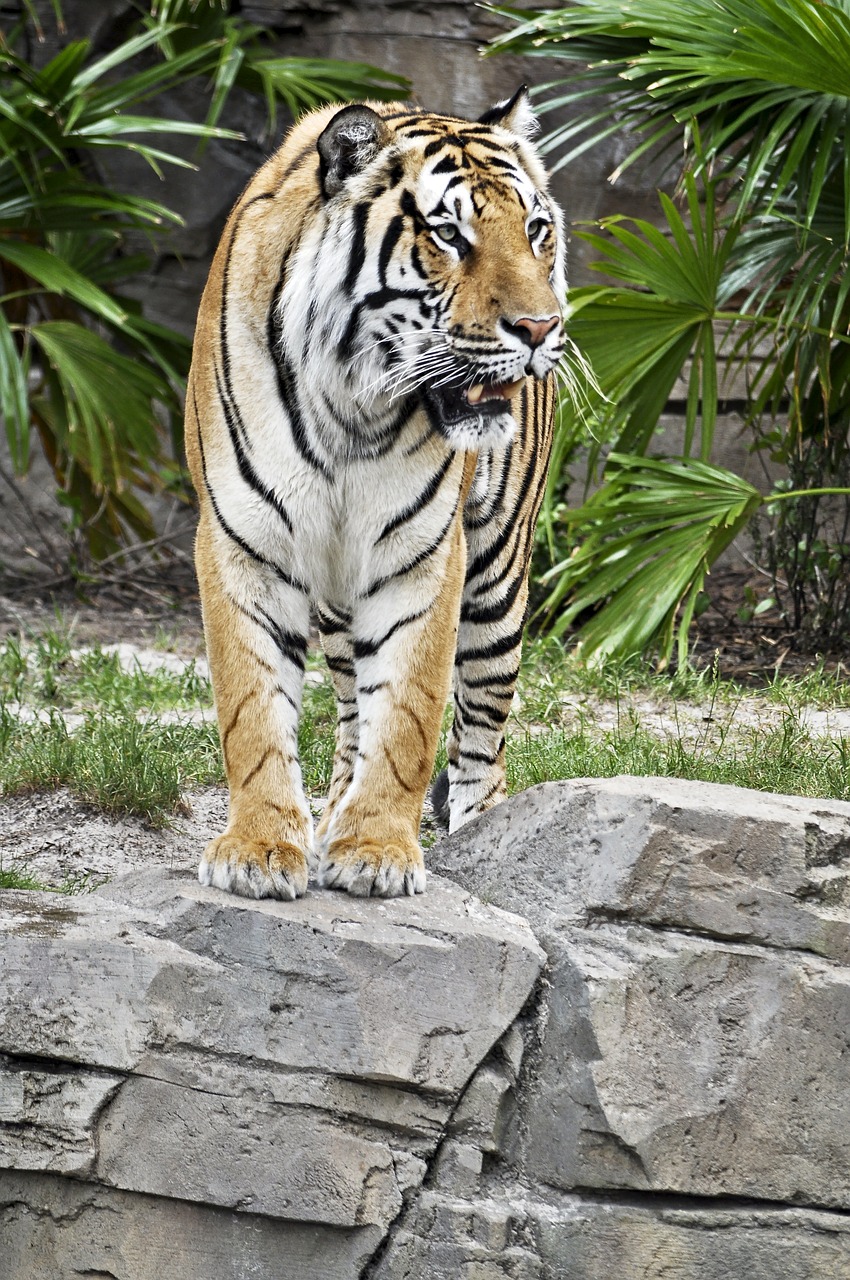 tiger  two  wildlife free photo