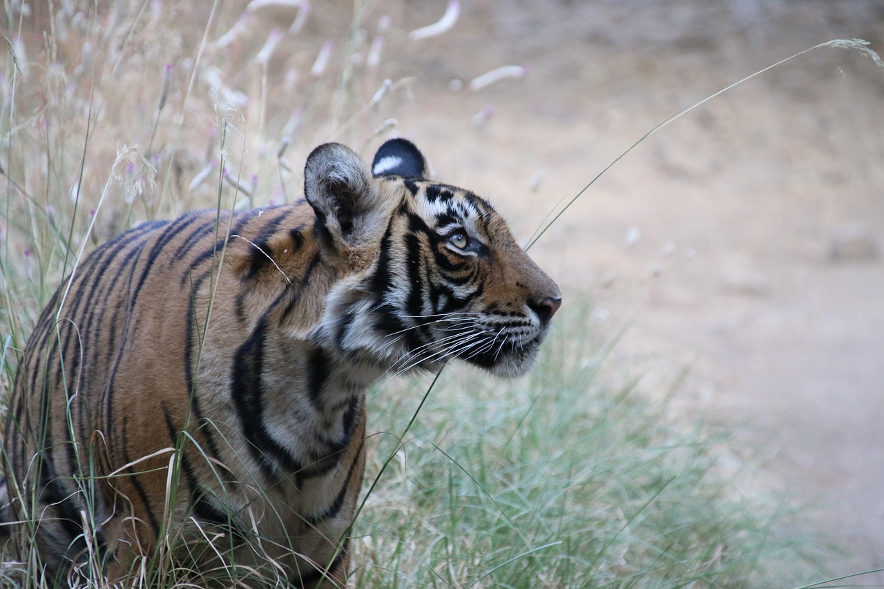 tiger  india  wild free photo