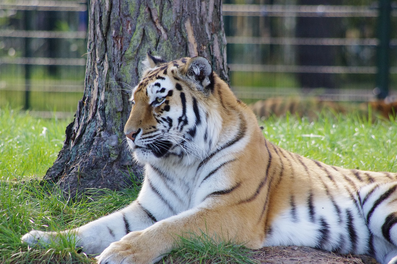 tiger  tiger in the sun  the tiger free photo