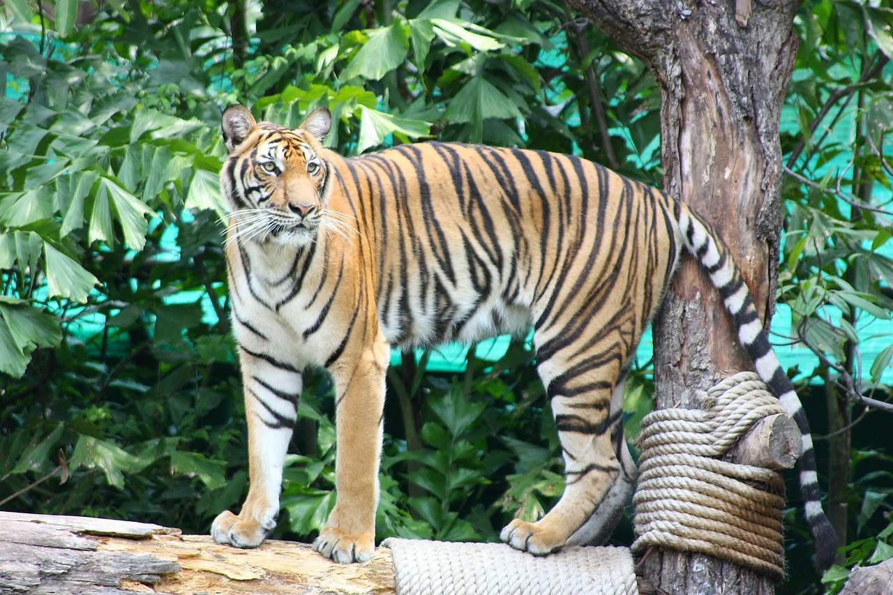 tiger the prisoner nature free photo