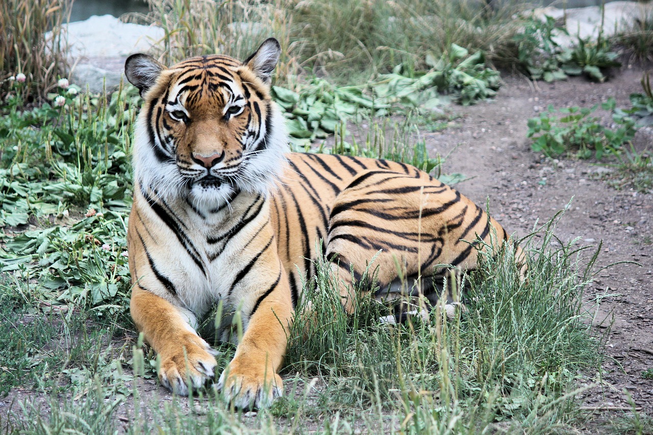 tiger  siberian  beast free photo