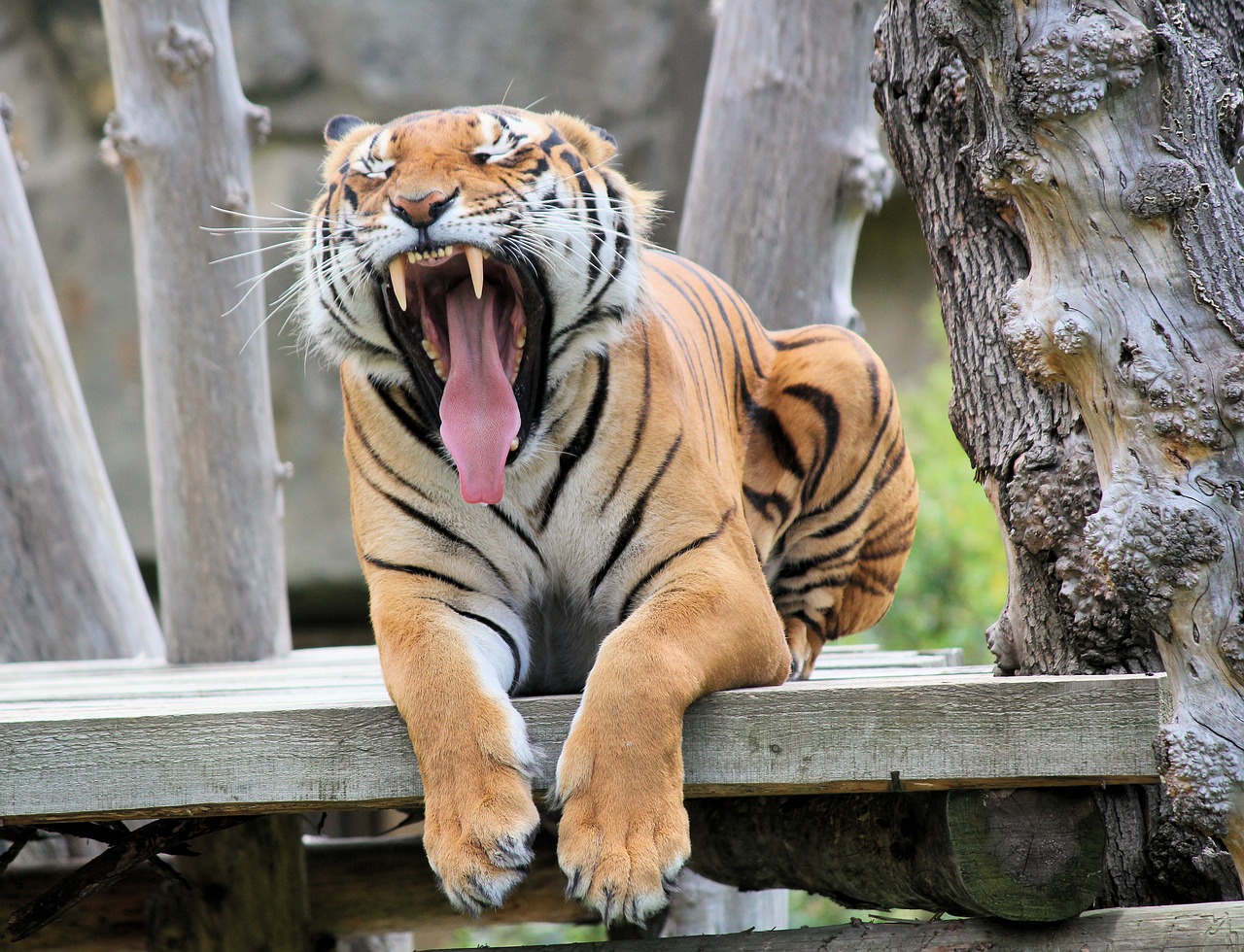 tiger  beast  feline free photo