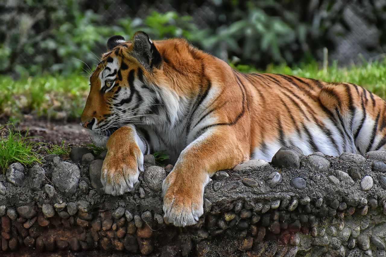 tiger  big cat  predator free photo