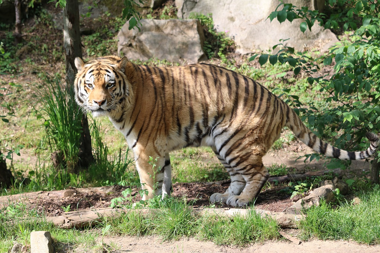 tiger  cat  predator free photo
