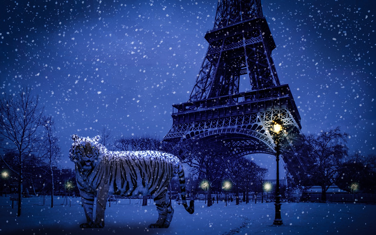 tiger  eiffel tower  night free photo