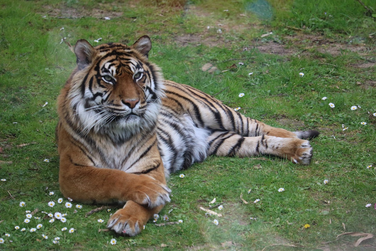 tiger  zoo  predator free photo