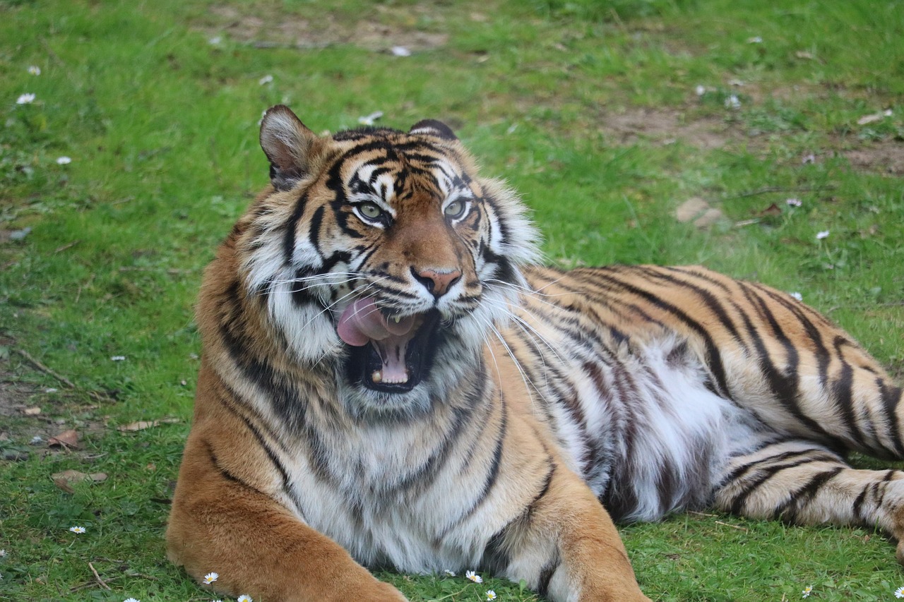 tiger  zoo  predator free photo