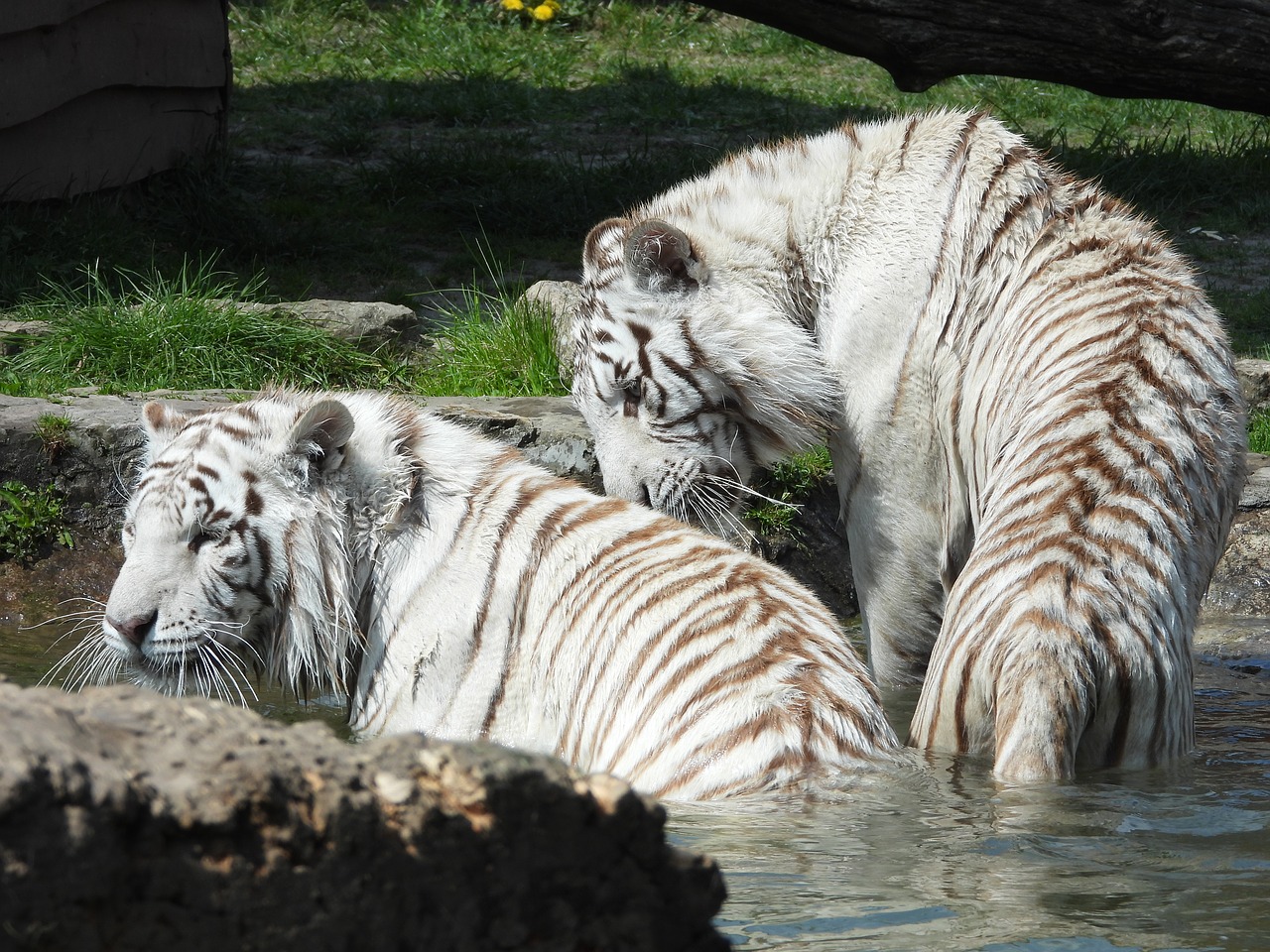 tiger  mammal  cat free photo