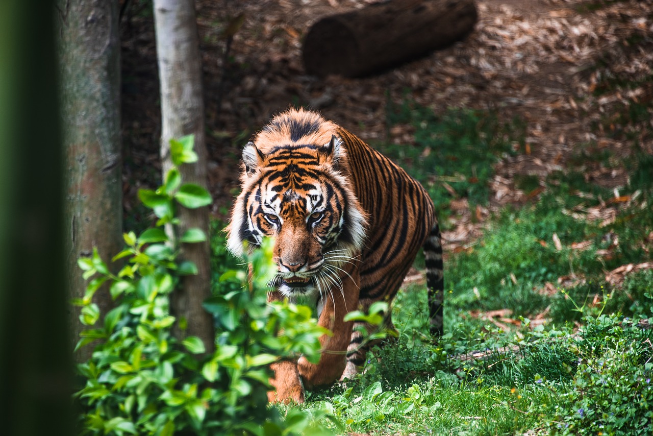 tiger  zoo  predator free photo