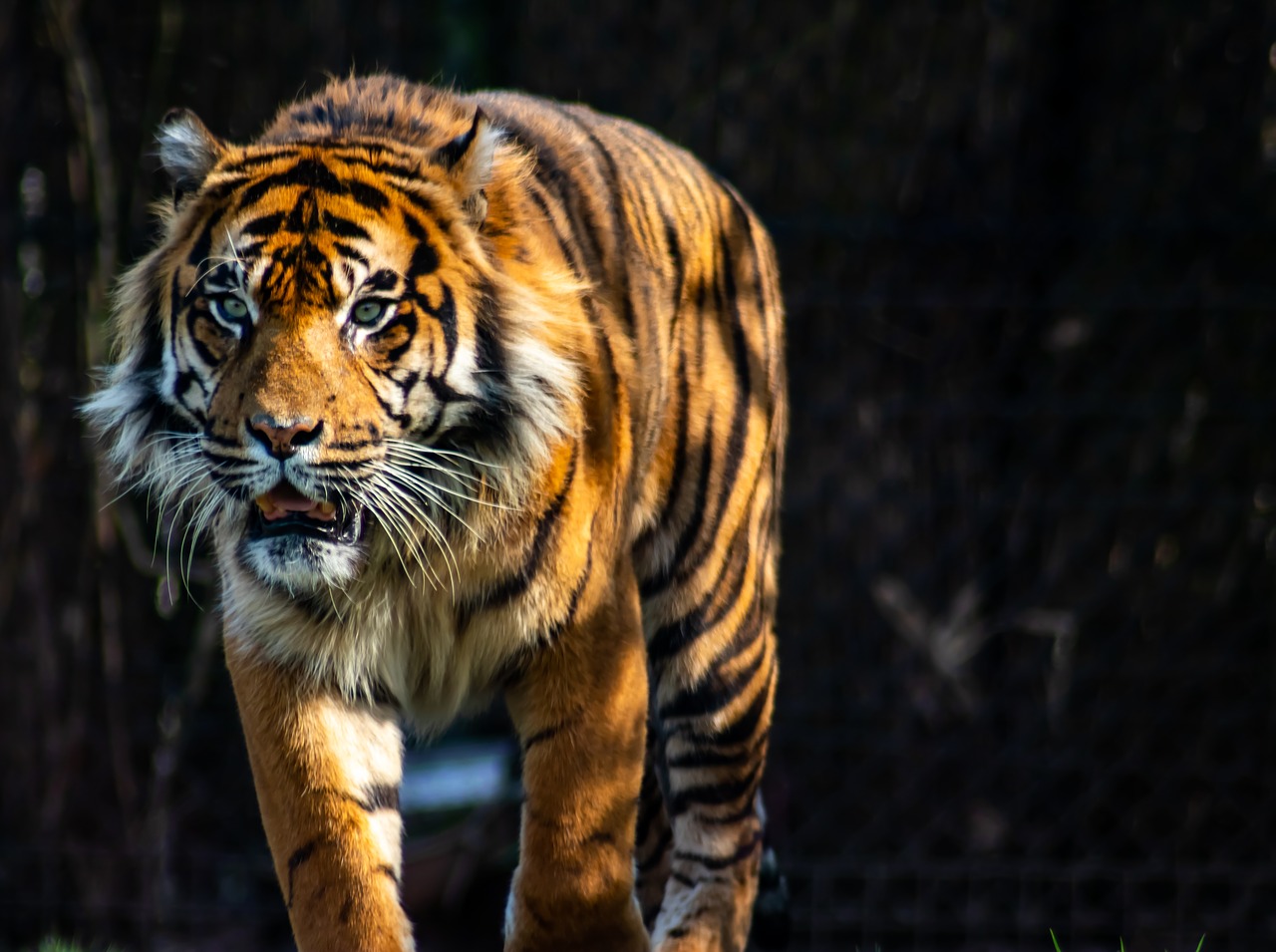 tiger  predator  zoo arnhem free photo
