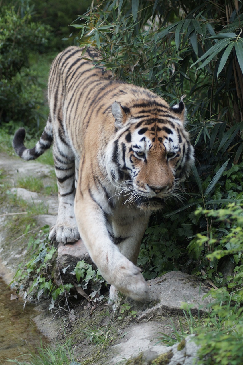 tiger  big cat  dangerous free photo