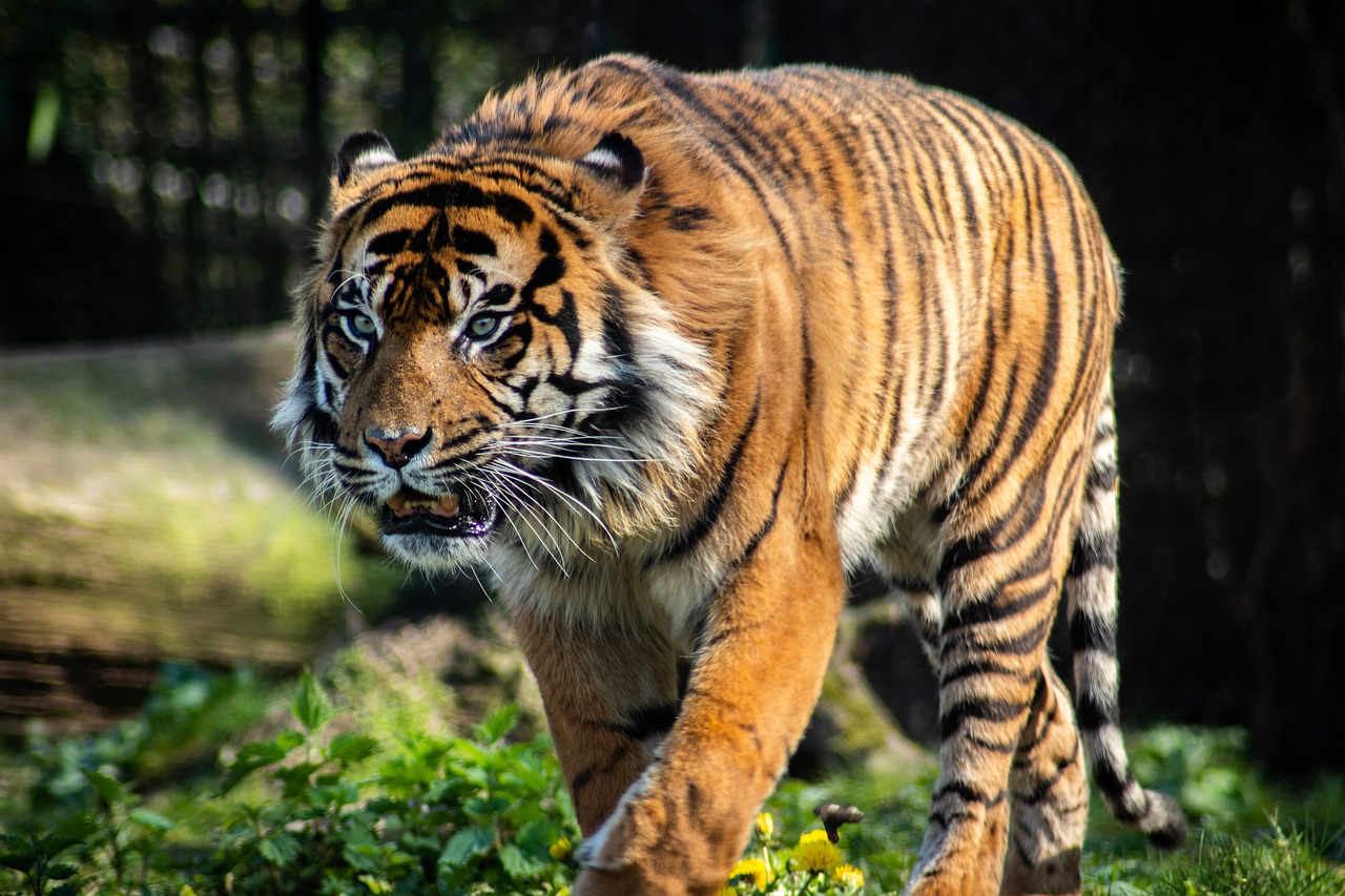 tiger  predator  zoo free photo