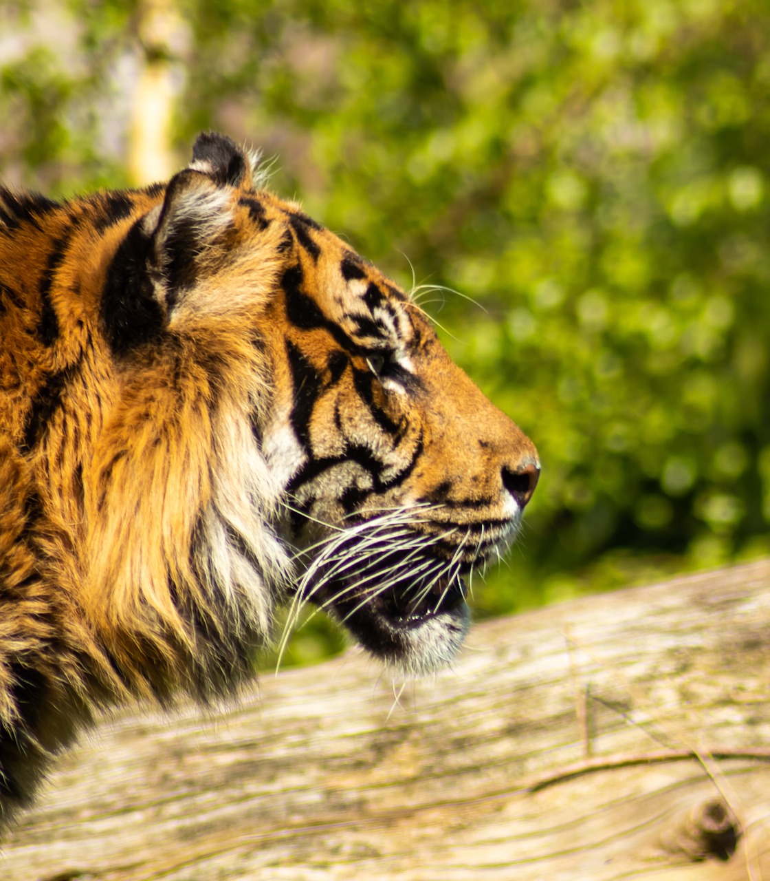 tiger  predator  nature free photo