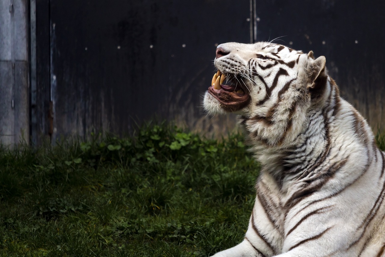 tiger  white  zoo free photo