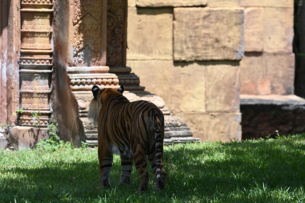 tiger  zoo  stripes free photo