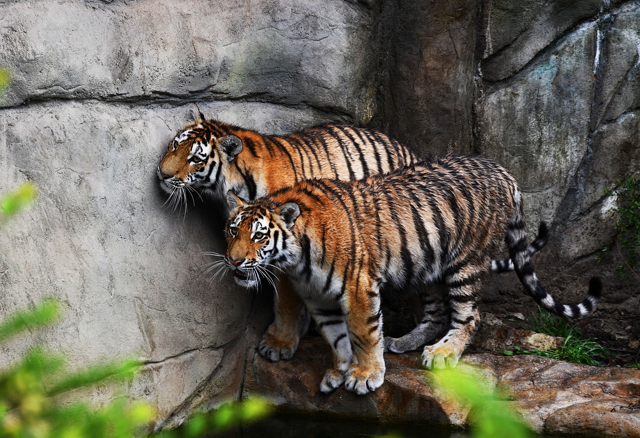 tiger  animal  carnivores free photo