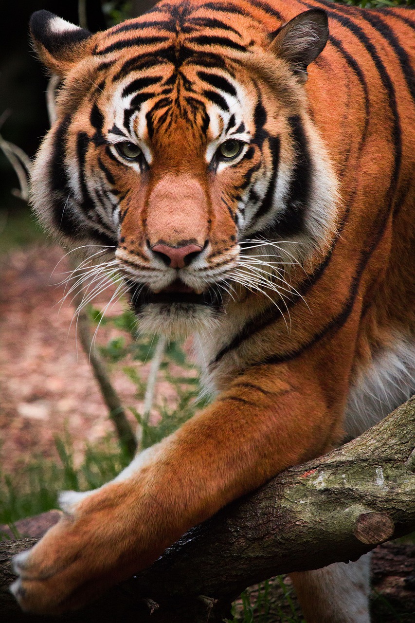 tiger  animal  cat free photo
