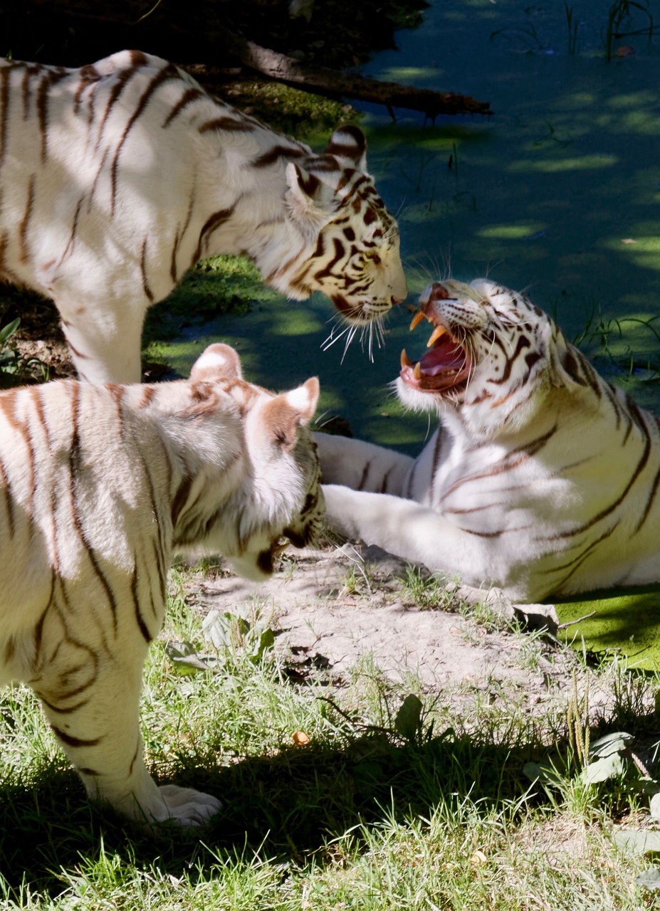 tiger  feline  aggressive free photo